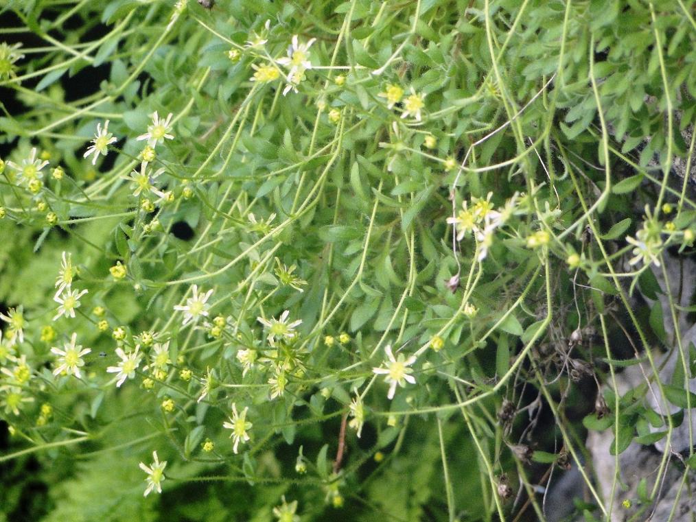 Saxifraga presolanensis / Sassifraga della Presolana